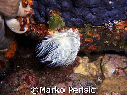 Spiral Tube Worm swaying in the current. Calvi Corsica. by Marko Perisic 